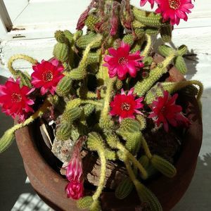 Meet your Posher, Karla